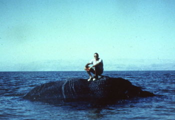 Yֳ£m ha-Mֳ«lך�‹akh: large floating bitumen mass *Oron et al., 1969)